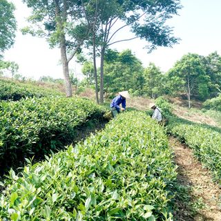 Chè khô đặc sản Tuyên Quang gói 500g