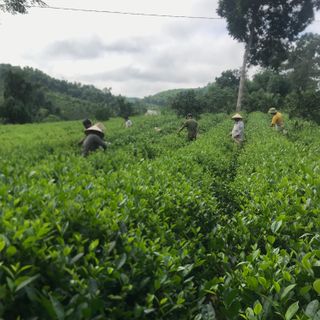 Chè khô đặc sản Tuyên Quang gói 500g