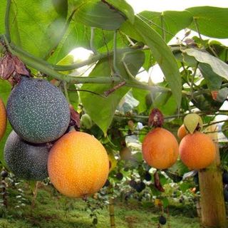 Tìm đại lý, ctv Chanh dây Colombia Đà Lạt Nhiên Farm , chanh leo Colombia Đà lạt