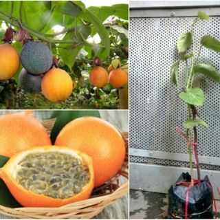 Tìm đại lý, ctv Chanh dây Colombia Đà Lạt Nhiên Farm , chanh leo Colombia Đà lạt