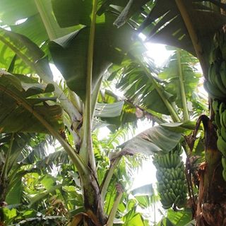 Chuối Laba Đà Lạt tại Cầu Đất Nhiên Farm Dalat