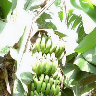 Chuối Laba Đà Lạt tại Cầu Đất Nhiên Farm Dalat
