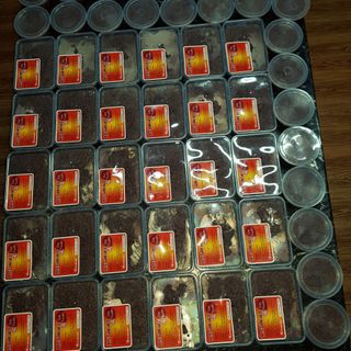 Pate gan heo gia truyền