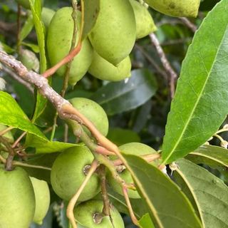 Cà na tươi trái to thịt dày