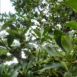Hoa Hồi - Đại Hồi xuất xứ từ Lạng Sơn - Sản phẩm được sấy khô và giữ được hương thơm nức