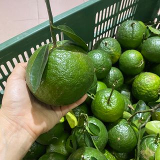 Cam sành Vĩnh Long loại 1- 3,4,5 trái /1kg