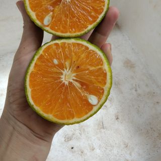Cam sành Vĩnh Long loại 1- 3,4,5 trái /1kg