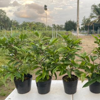 Mai cúc siêu nụ mini chơi tết