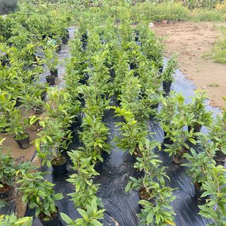 Mai cúc siêu nụ mini chơi tết