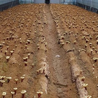 Nấm Linh Chi Daedong Hàn Quốc hộp 1000g