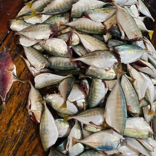 Cá Chỉ Vàng Một Nắng Tẩm Gia Vị, size 1kg/2 khay