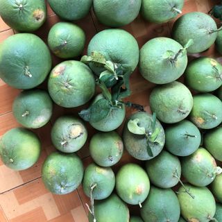 Bưởi da xanh loại 1 cành lá