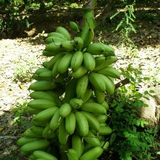 Chuối Xiêm đen , Chuối Cau , Chuối Sáp , Chuối già Hương , Chuối xiêm giá sỉ , chuối xiêm tận vườn