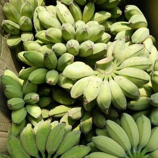 Chuối Xiêm đen , Chuối Cau , Chuối Sáp , Chuối già Hương , Chuối xiêm giá sỉ , chuối xiêm tận vườn