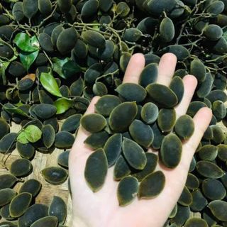 Xay rừng ngào đường muối ớt