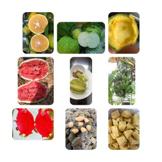 QUÝT ĐƯỜNG NGON NGỌT À
