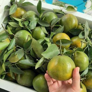 QUÝT ĐƯỜNG NGON NGỌT À