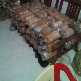 Phôi nấm bào ngư xám