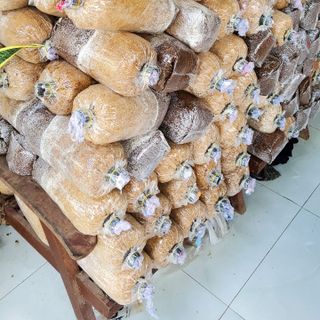 Phôi nấm bào ngư xám