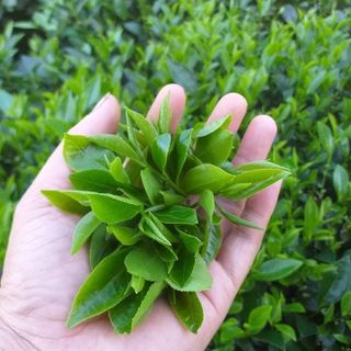 TRÀ BẮC TÂN CƯƠNG (Móc câu)