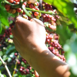 Cà phê Robusta Huy Long cafe rang xay cà phê nguyên chất 100% vị đậm đắng hậu ngọt thơm nồng pha phin pha máy