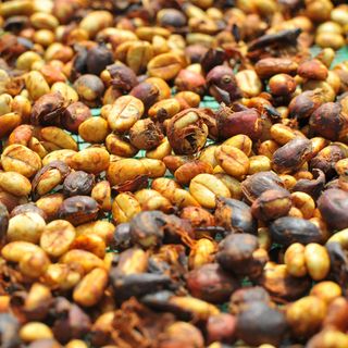 Cà phê Robusta Huy Long cafe rang xay cà phê nguyên chất 100% vị đậm đắng hậu ngọt thơm nồng pha phin pha máy
