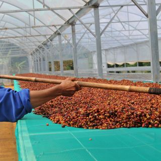 Cà phê Robusta Huy Long cafe rang xay cà phê nguyên chất 100% vị đậm đắng hậu ngọt thơm nồng pha phin pha máy