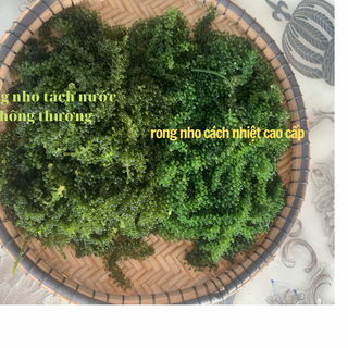 Rong nho tách nước giá sỉ rẻ nhất