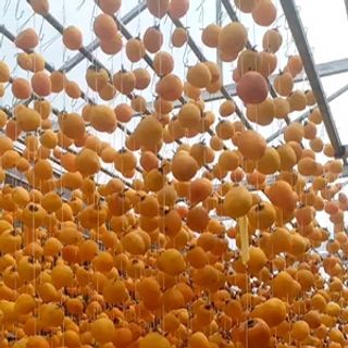 Hồng treo gió Đà Lạt