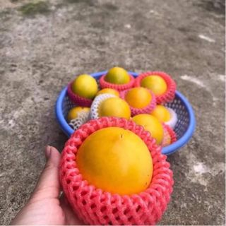 Vú sữa Hoàn Kim-Đài Loan/Taiwan