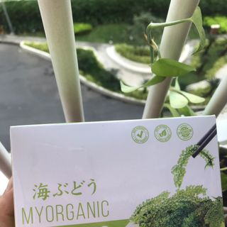 Hộp 150g, 06 x 25g rong nho tách nước MyOrganic Umibudo + 06 gói xốt mè rang 90ml giá sỉ