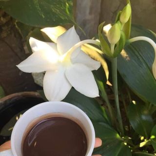 Cacao Đaklak nguyên chất