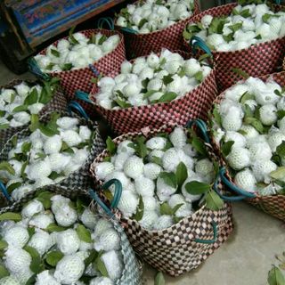 Ổi lê ( ổi Đài Loan )