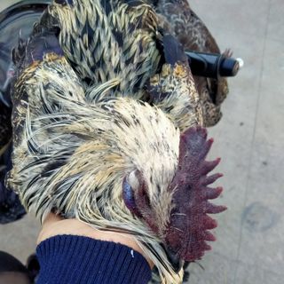 Gà H'mông Bản Địa