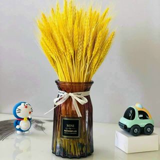 BÓ LÚA MẠCH