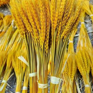 BÓ LÚA MẠCH