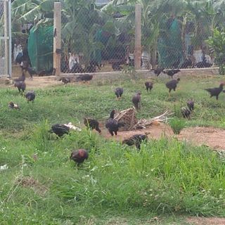 Gà Nòi Bản Địa - Quê Hương