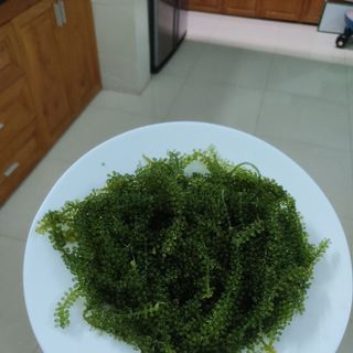 Sỉ rong nho tách nước
