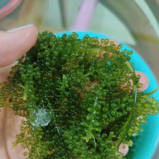 Sỉ rong nho tách nước