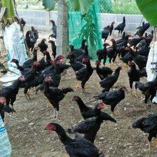 Gà Nòi Bản Địa - Quê Hương