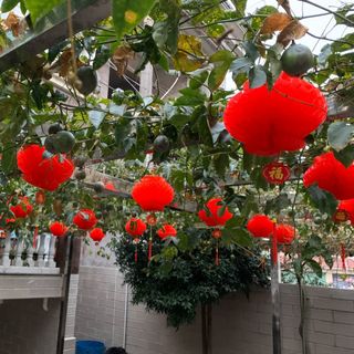 Đèn lồng tổ ong 20cm ( Loại Dày )