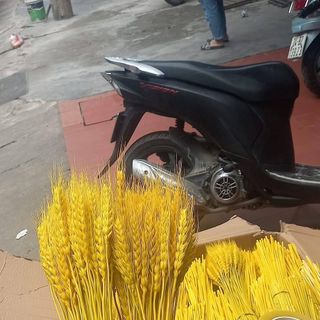 Bông lúa mạch