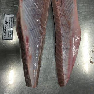 LƯỜN CÁ NGỪ ĐẠI DƯƠNG