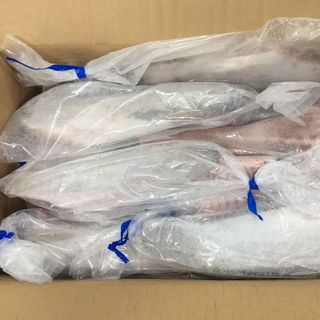 LƯỜN CÁ NGỪ ĐẠI DƯƠNG