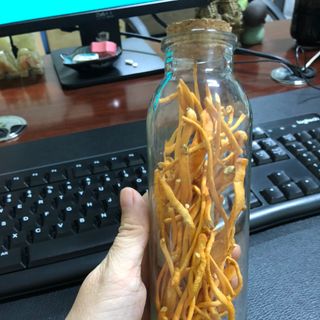 Đông trùng hạ thảo khô sấy thăng hoa