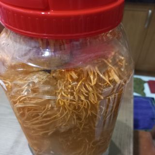 Đông Trùng Hạ Thảo tươi
