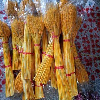 Bông lúa mạch vàng thần tài sấy khô