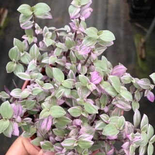 Thài lài pink lady