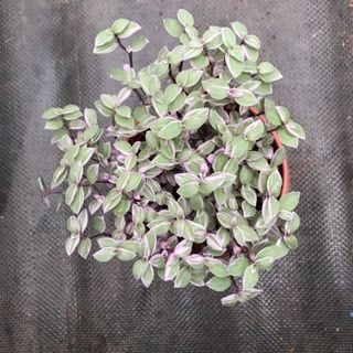 Thài lài pink lady