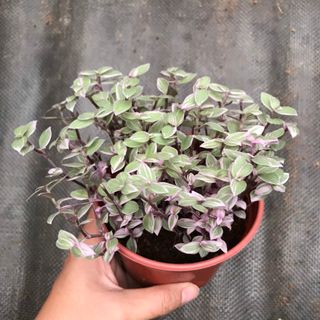 Thài lài pink lady